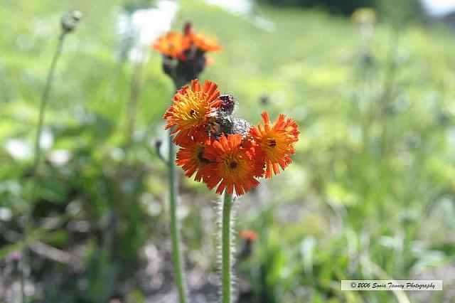 indian paint brush_0628.JPG