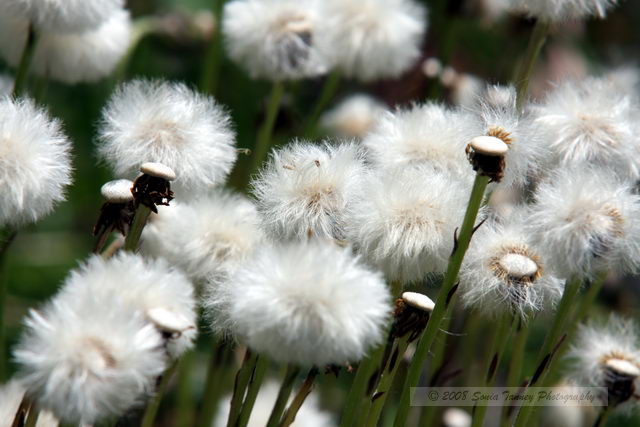 Nature_2008_05_24_3558.JPG