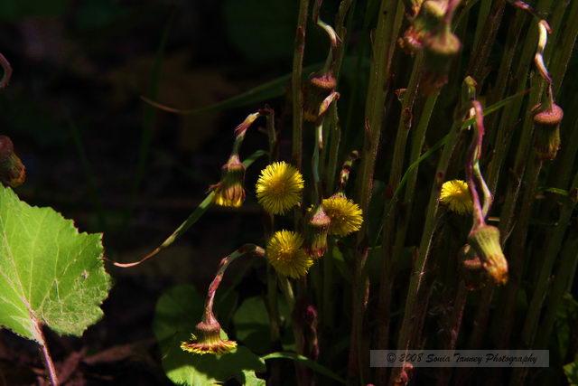 Nature_2008_05_24_3560.JPG