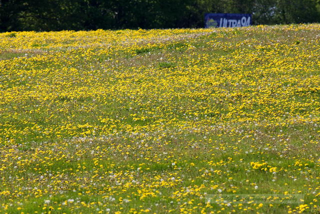 Nature_2008_05_24_4412.JPG