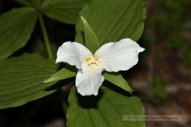 Nature_2008_05_24_5015.JPG