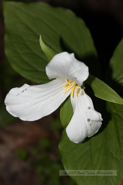 Nature_2008_05_24_5023.JPG