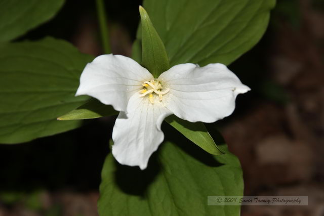 Nature_2008_05_24_5025.JPG