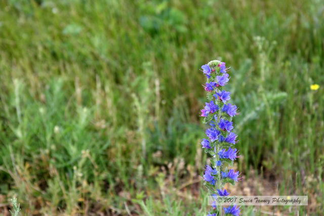 Nature_2008_06_14_5357a.JPG