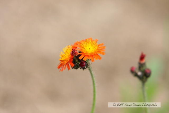 Nature_2008_06_14_7232a.JPG
