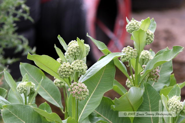 Nature_2008_06_14_7347a.JPG