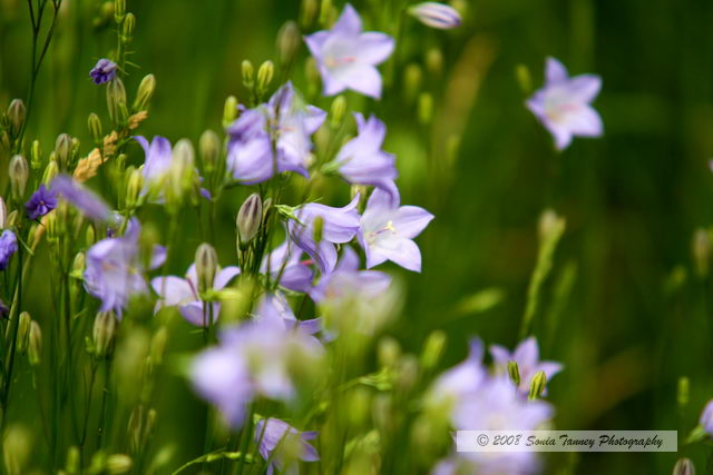 Nature_2008_06_14_7714a.JPG