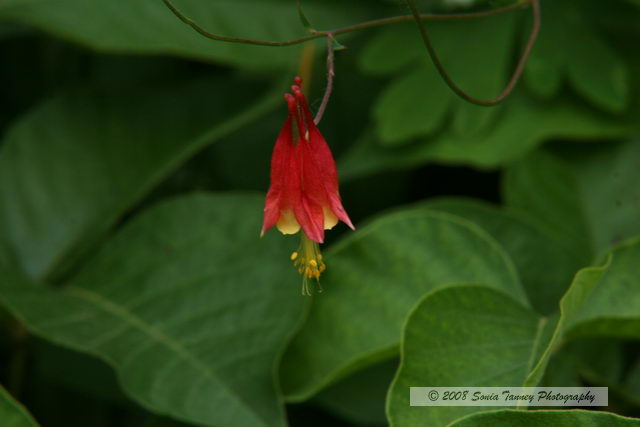 Nature_2008_06_14_8462a.JPG