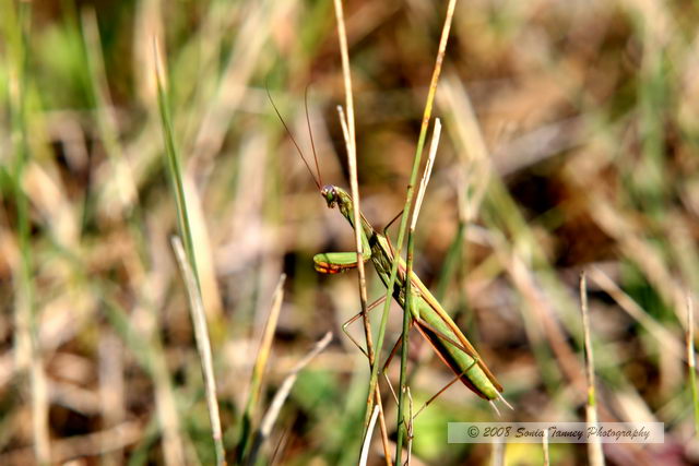 Nature_2008_09_21_8478-web.jpg