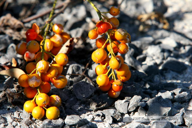 Nature_2008_09_21_9558-web.jpg