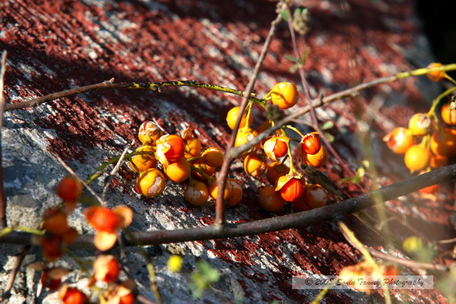 Nature_2008_09_21_9560-web.jpg