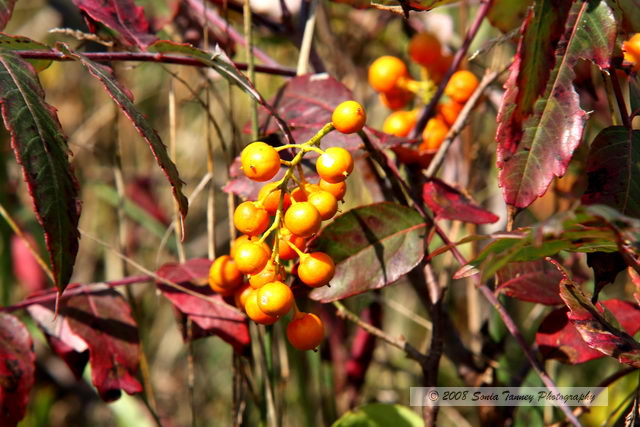 Nature_2008_09_20_2996-web.jpg