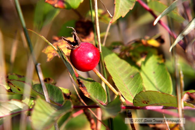Nature_2008_09_20_3304-web.jpg