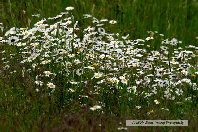 Nature-2009_06_14-SoloSprint4_1635-web.jpg