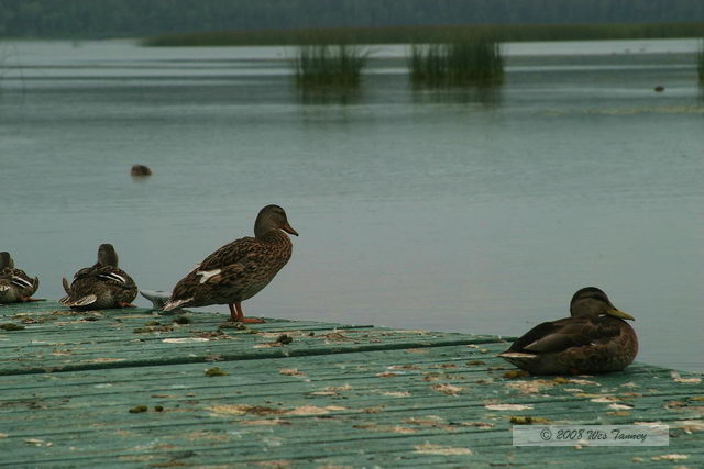 2008_07_31_NewBrunswick_1159.JPG