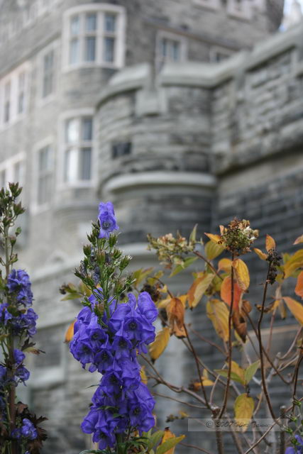 2007_11_04 - Casa Loma Class Field Trip_9548.JPG