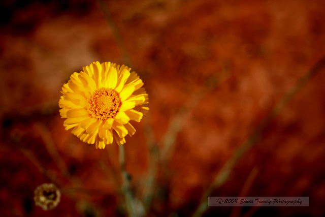 2007_11_25-ValleyOfFire-0954a-web.JPG