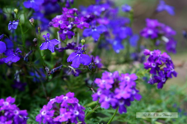 2008_07_08-Backyard Flowers_3639a.JPG