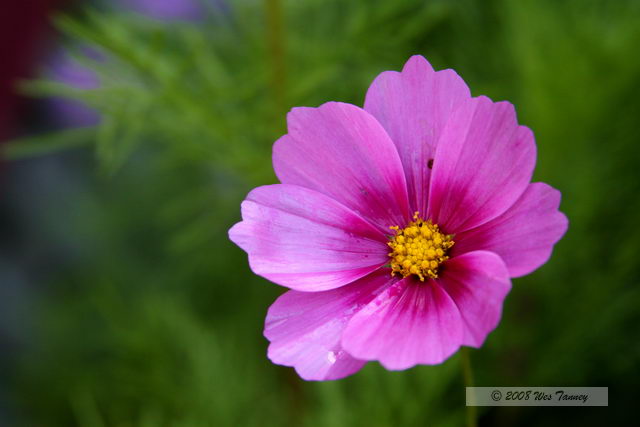 2008_07_08-Backyard Flowers_3657a.JPG