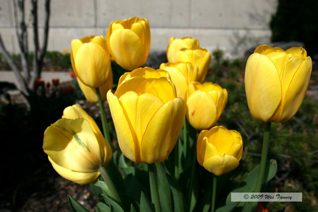 2009_05_05-Tulips_9647-web.jpg