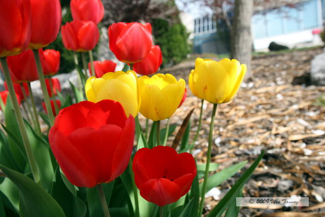 2009_05_05-Tulips_9655-web.jpg