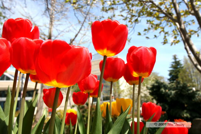 2009_05_05-Tulips_9664-web.jpg