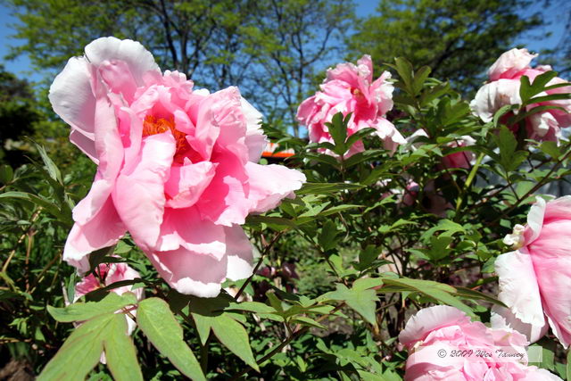 2009_05_31-TorontoZoo_7539a.JPG