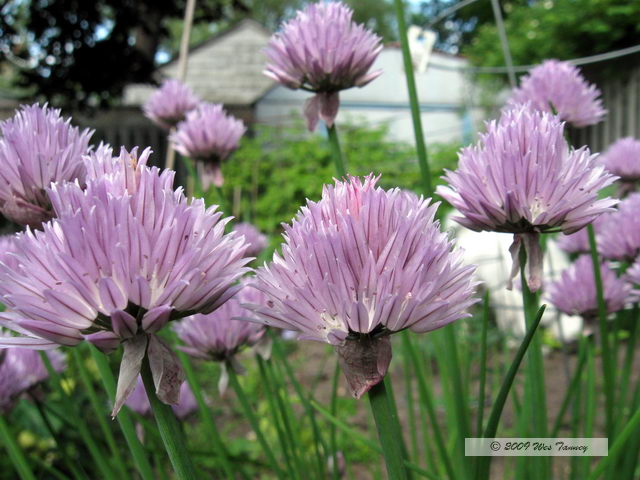 2009_06_15-BackyardFlowers_1365-web.jpg