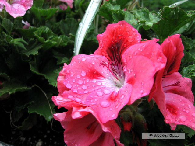 2009_06_20-BackyardFlowers_1437-web.jpg