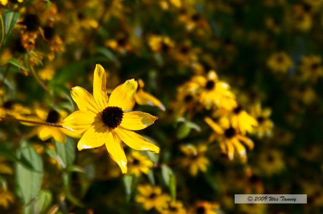 2009_10_17-HighPark_3889_90_91_adjust-web.jpg