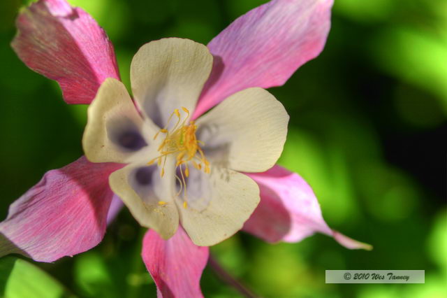 2010_06_08-BackyardFlowers_1673_4_5-web.jpg
