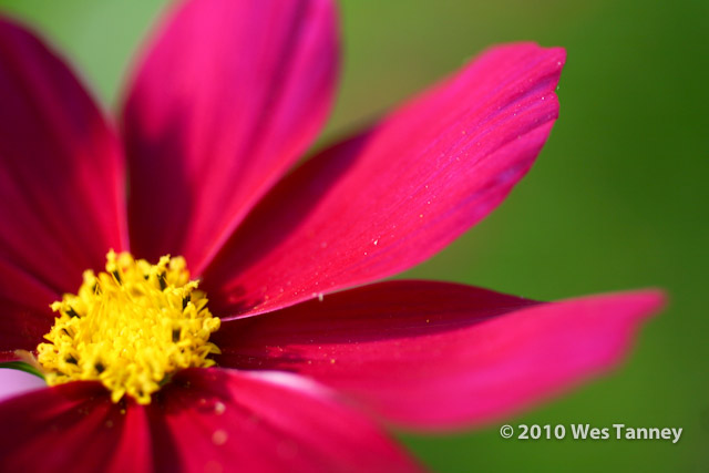 2010_07_27-Flowers-4978-web.jpg