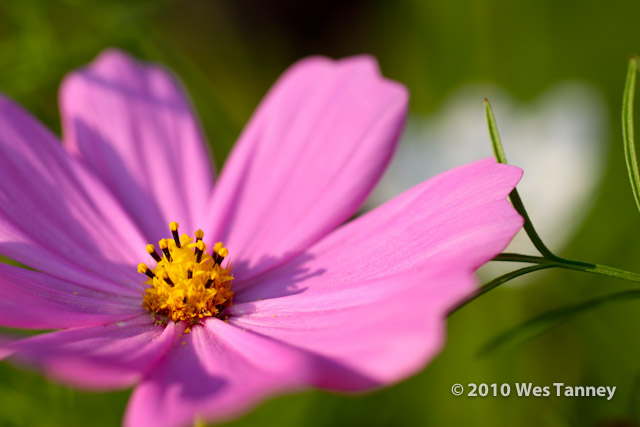 2010_07_27-Flowers-4990-web.jpg