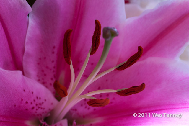 2010 11 21-Flowers-8924-web