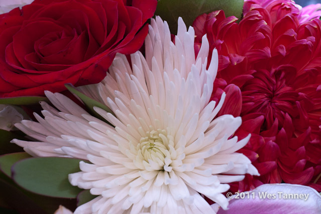 2010 11 21-Flowers-8926-web