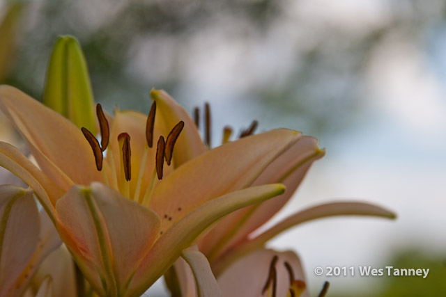 2011 07 13-AlainesFlowers-1189-web