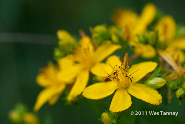 2011 07 13-AlainesFlowers-1202-web