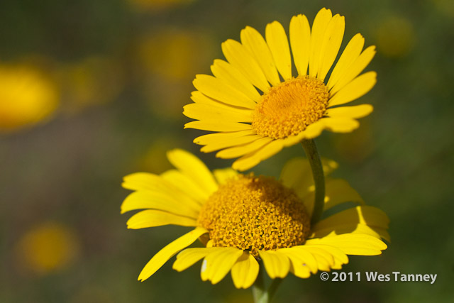 2011 07 13-AlainesFlowers-1276-web