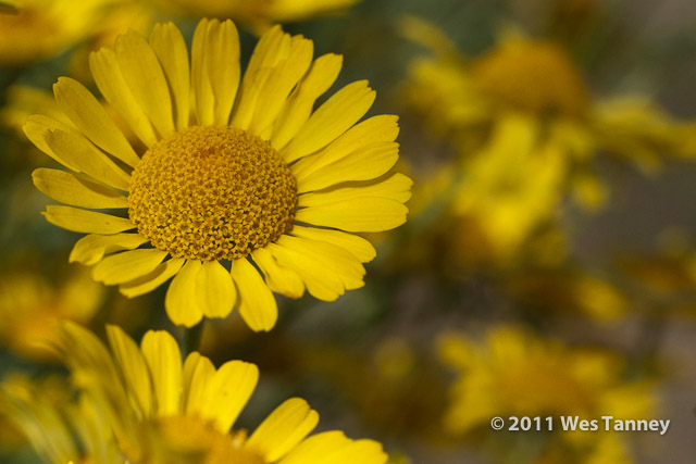 2011 07 13-AlainesFlowers-1286-web