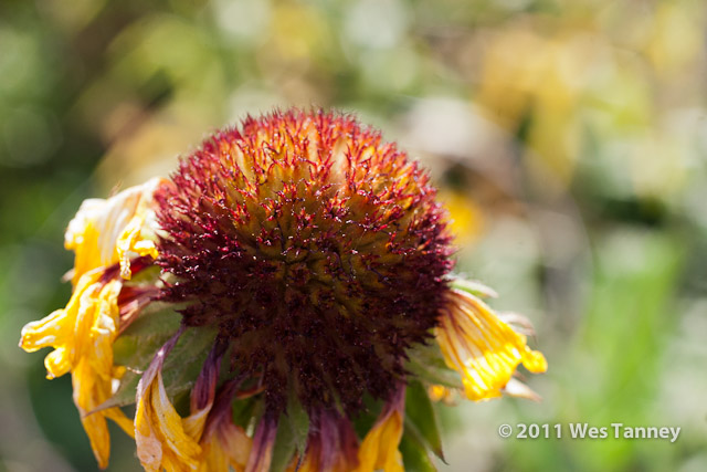 2011 07 13-AlainesFlowers-1293-web