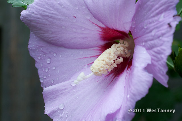 2011 08 21-BackYardFlowers-3533-web