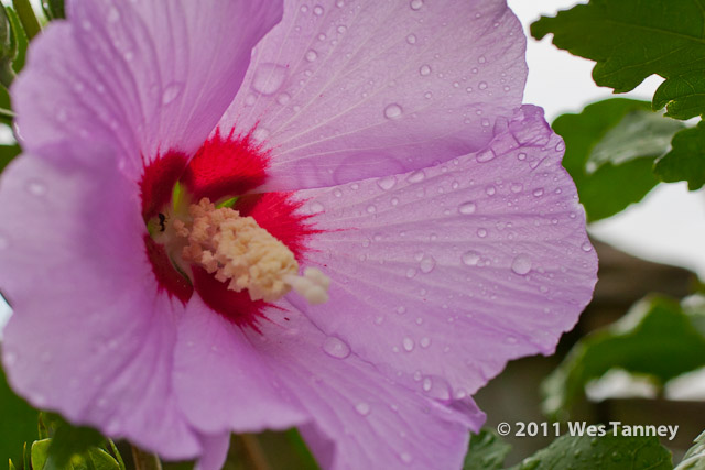 2011 08 21-BackYardFlowers-3540-web