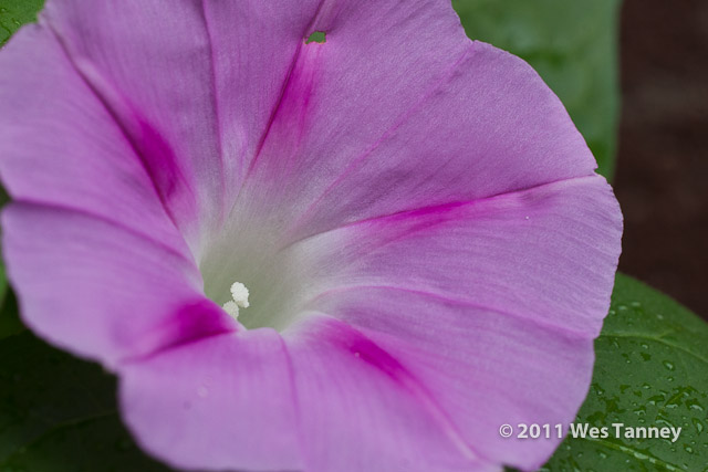 2011 08 21-BackYardFlowers-3546-web