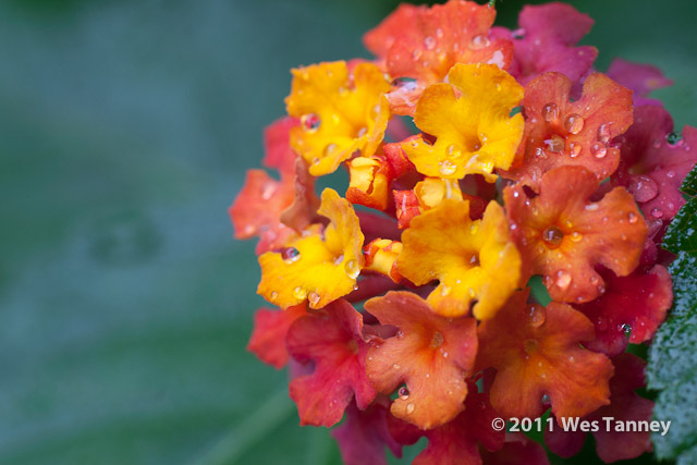 2011 08 21-BackYardFlowers-3556-web