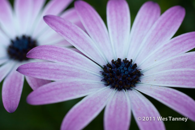 2011 09 25-BackyardFlowers-4517-web