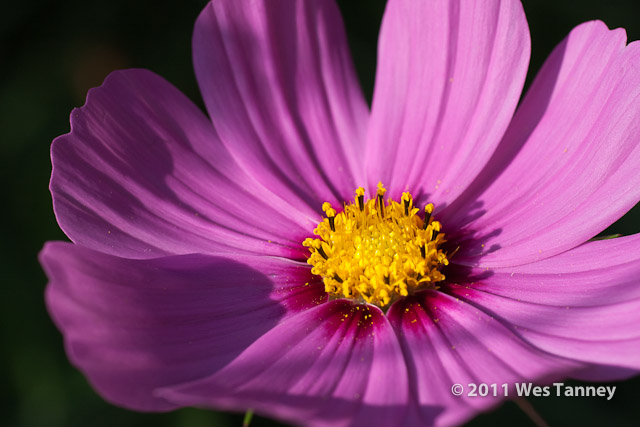 2011 09 25-BackyardFlowers-4543-web