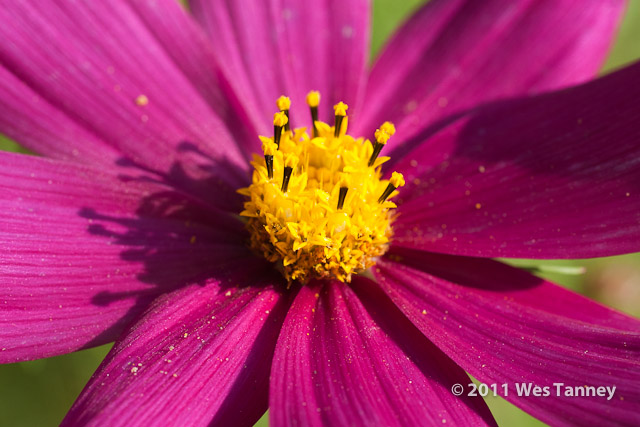 2011 09 25-BackyardFlowers-4549-web