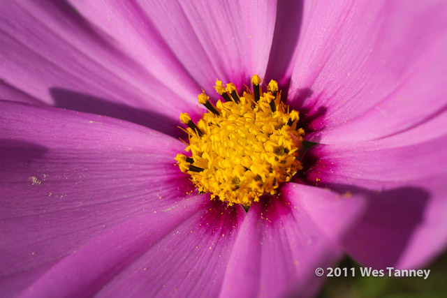 2011 09 25-BackyardFlowers-4551-web