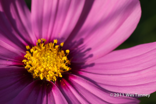 2011 09 25-BackyardFlowers-4572-web