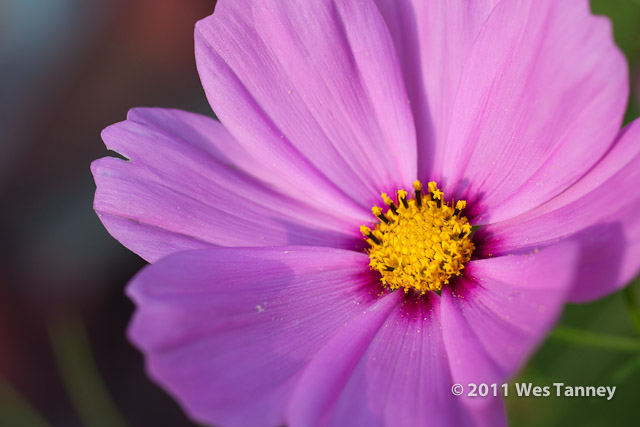 2011 09 25-BackyardFlowers-4587-web